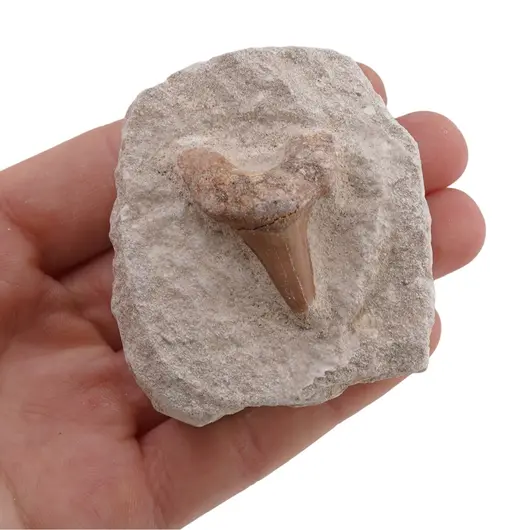 Dinte de rechin in matrita, 5-6cm, imagine 5