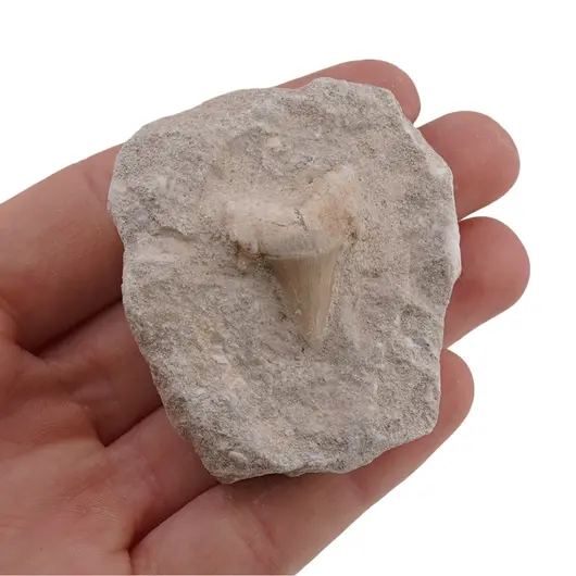Dinte de rechin in matrita, 5-6cm, imagine 6