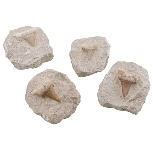 Dinte de rechin in matrita, 5-6cm