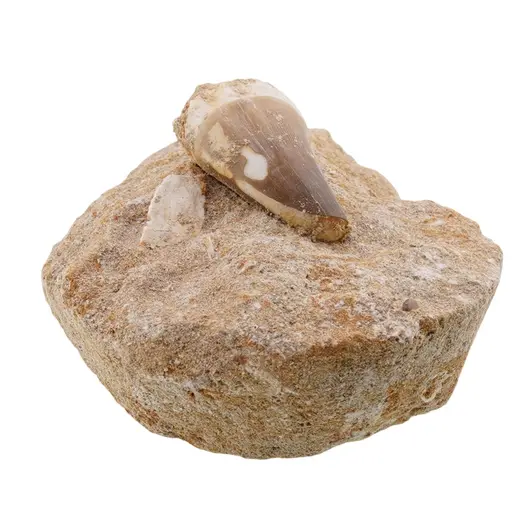 Dinte Mosasaurus in matrita, 8-9cm, imagine 3