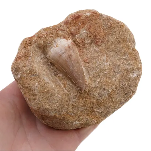 Dinte Mosasaurus in matrita, 8-9cm, imagine 4