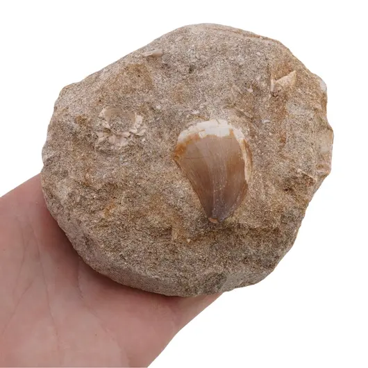 Dinte Mosasaurus in matrita, 8-9cm, imagine 5