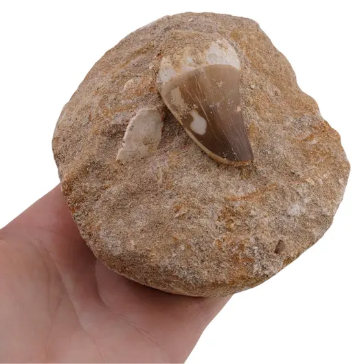 Dinte Mosasaurus in matrita, 8-9cm, imagine 6