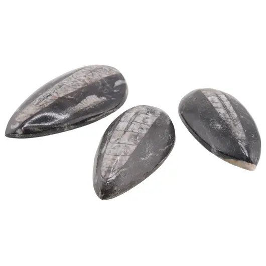 Fosila Orthoceras mica, 8-9cm, imagine 2