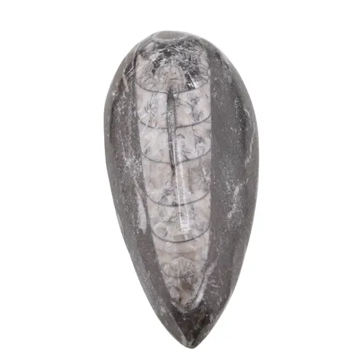 Fosila Orthoceras mica, 8-9cm, imagine 3