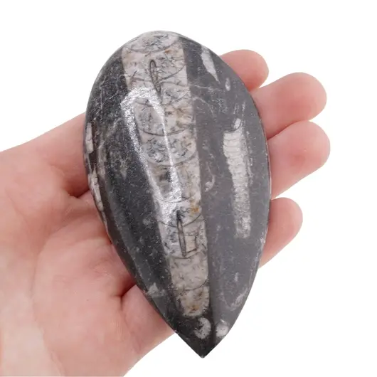 Fosila Orthoceras mica, 8-9cm, imagine 4