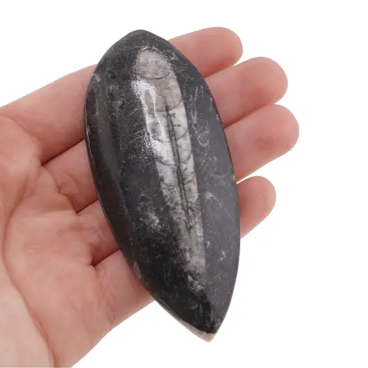 Fosila Orthoceras mica, 8-9cm, imagine 6