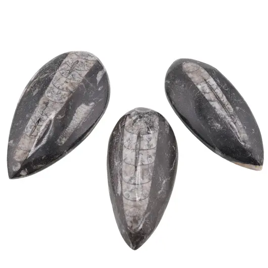 Fosila Orthoceras mica, 8-9cm