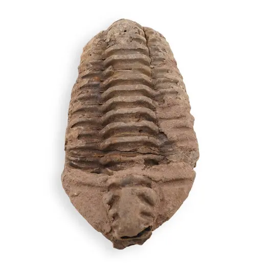 Trilobit fosilizat, 7-9cm, imagine 2