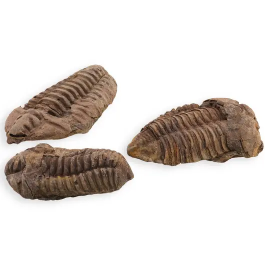 Trilobit fosilizat, 7-9cm, imagine 3
