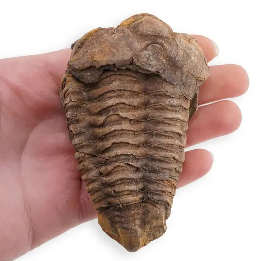 Trilobit fosilizat, 7-9cm, imagine 5