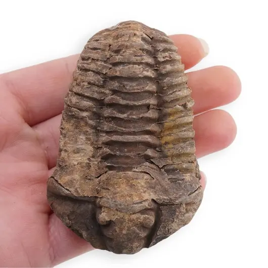 Trilobit fosilizat, 7-9cm, imagine 6