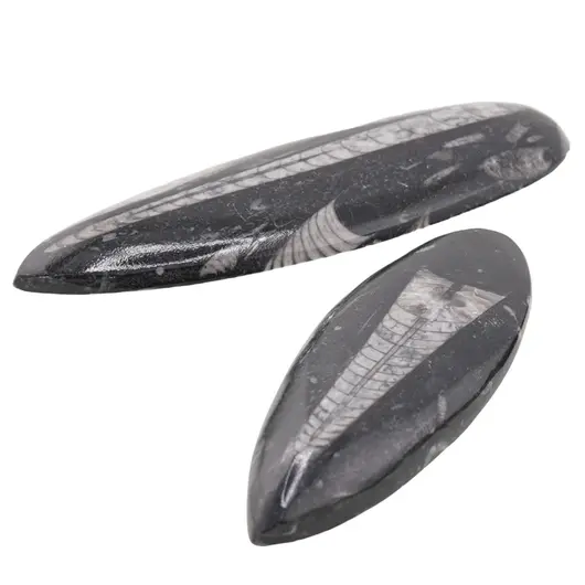 Fosila Orthoceras mare, 10-14cm, imagine 2