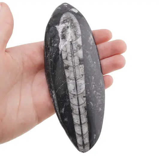 Fosila Orthoceras mare, 10-14cm, imagine 4