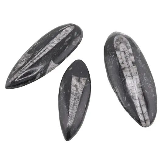 Fosila Orthoceras mare, 10-14cm
