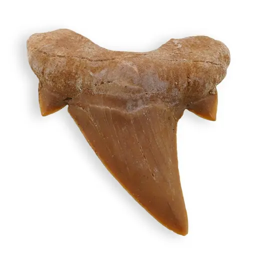 Dinte de rechin fosilizat din Maroc, B40