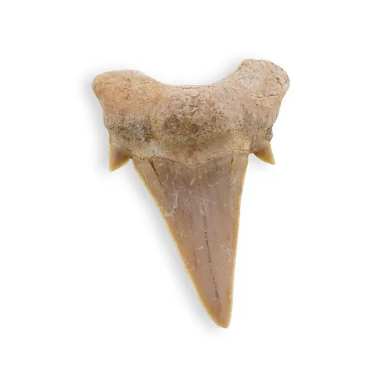 Dinte de rechin fosilizat din Maroc, B50