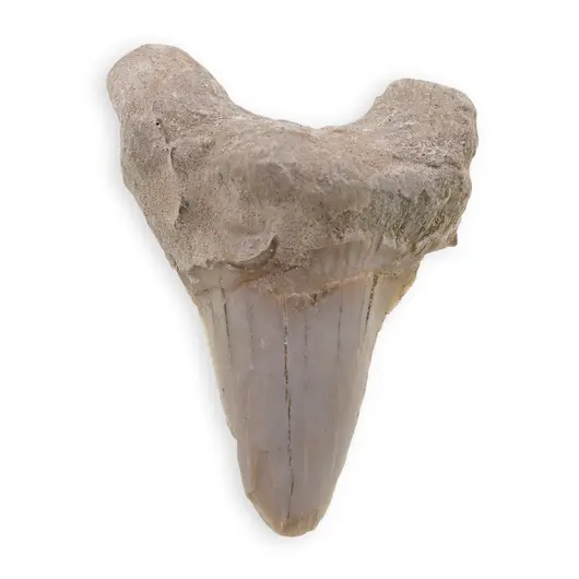 Dinte de rechin fosilizat din Maroc, E31