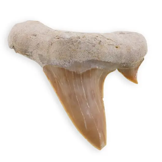Dinte de rechin fosilizat din Maroc, E33