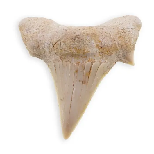 Dinte de rechin fosilizat din Maroc, E38