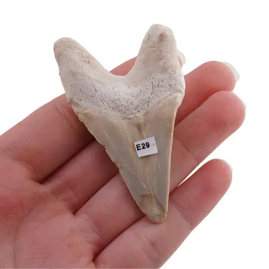 Dinte de rechin fosilizat din Maroc, E29, imagine 2