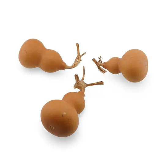 Tigva / Wu lou natural 5-6cm, imagine 2