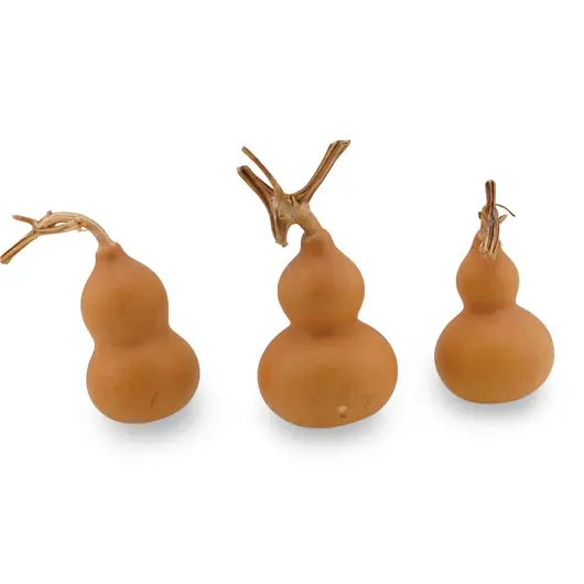 Tigva / Wu lou natural 5-6cm, imagine 3