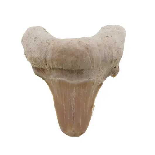 Dinte de rechin fosilizat din Maroc unicat, C13