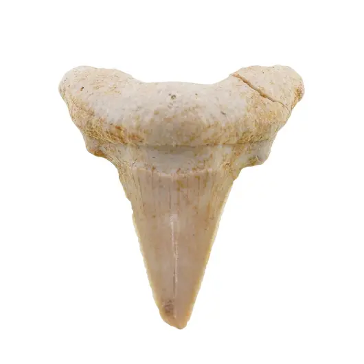 Dinte de rechin fosilizat din Maroc unicat, C14