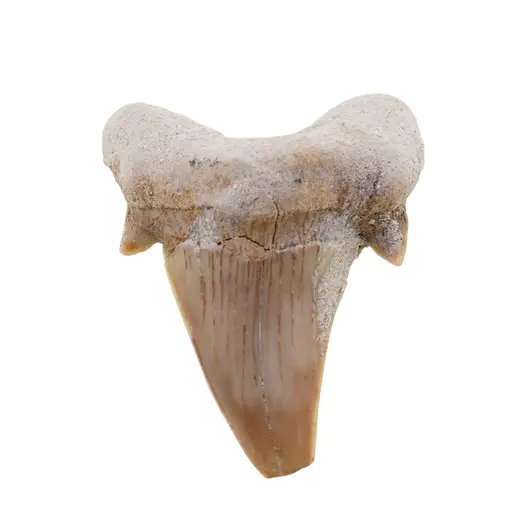 Dinte de rechin fosilizat din Maroc unicat, C15