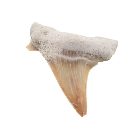 Dinte de rechin fosilizat din Maroc unicat, C20