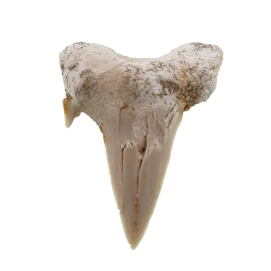Dinte de rechin fosilizat din Maroc unicat, C22