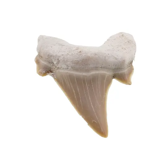 Dinte de rechin fosilizat din Maroc unicat, C23