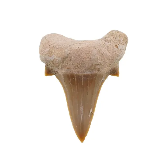 Dinte de rechin fosilizat din Maroc unicat, C27