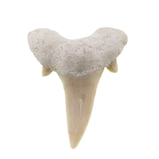 Dinte de rechin fosilizat din Maroc unicat, C28