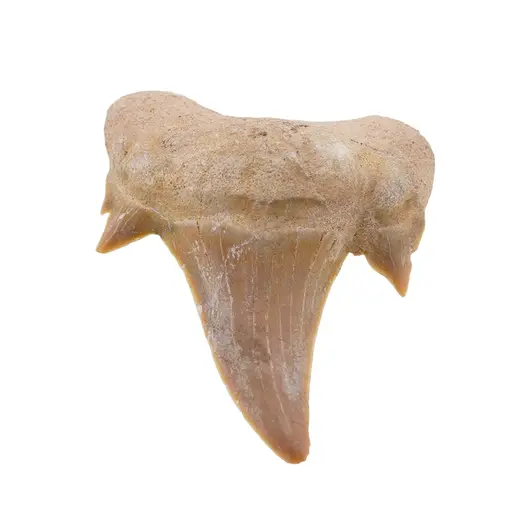Dinte de rechin fosilizat din Maroc unicat, C32