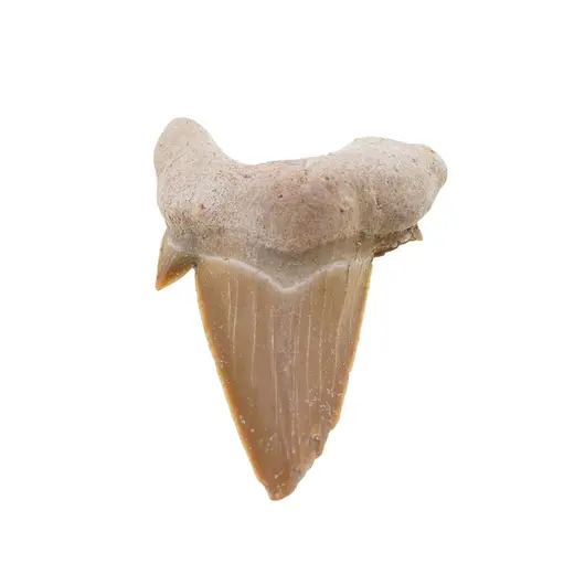 Dinte de rechin fosilizat din Maroc unicat, C41