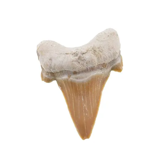 Dinte de rechin fosilizat din Maroc unicat, C43
