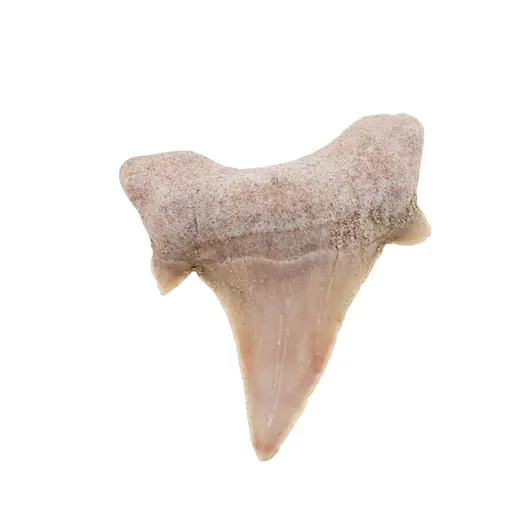 Dinte de rechin fosilizat din Maroc unicat, C51