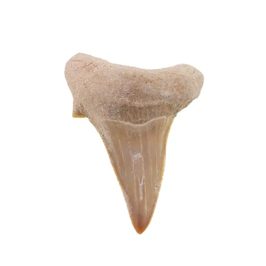 Dinte de rechin fosilizat din Maroc unicat, C55