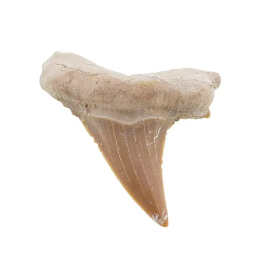 Dinte de rechin fosilizat din Maroc unicat, C71