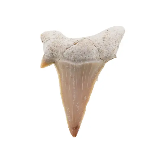 Dinte de rechin fosilizat din Maroc unicat, C75