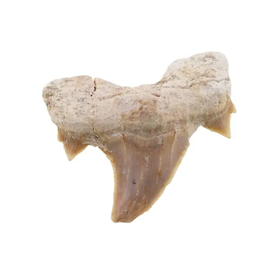 Dinte de rechin fosilizat din Maroc unicat, C9