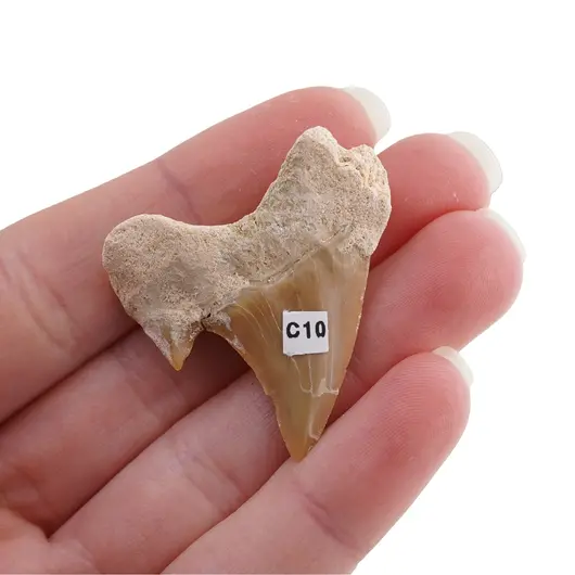 Dinte de rechin fosilizat din Maroc unicat, C10, imagine 2