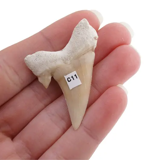 Dinte de rechin fosilizat din Maroc unicat, C11, imagine 2