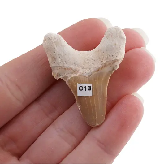 Dinte de rechin fosilizat din Maroc unicat, C13, imagine 2