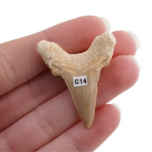 Dinte de rechin fosilizat din Maroc unicat, C14, imagine 2