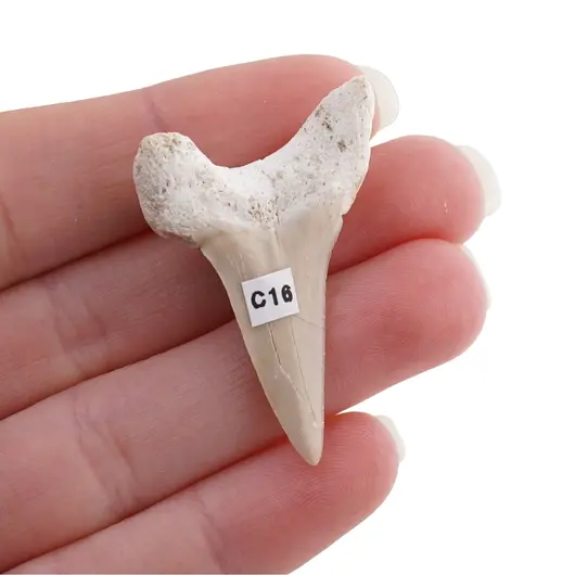 Dinte de rechin fosilizat din Maroc unicat, C16, imagine 2