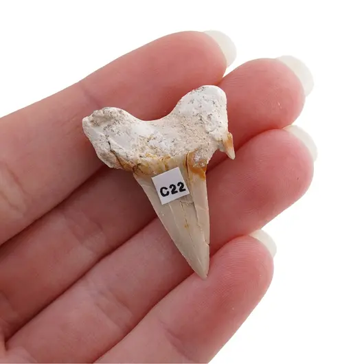 Dinte de rechin fosilizat din Maroc unicat, C22, imagine 2
