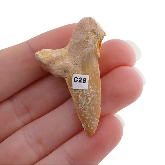 Dinte de rechin fosilizat din Maroc unicat, C29, imagine 2